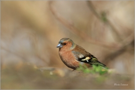 <p>PĚNKAVA OBECNÁ - sameček (Fringilla coelebs) ---- /Chaffinch - Buchfink/</p>